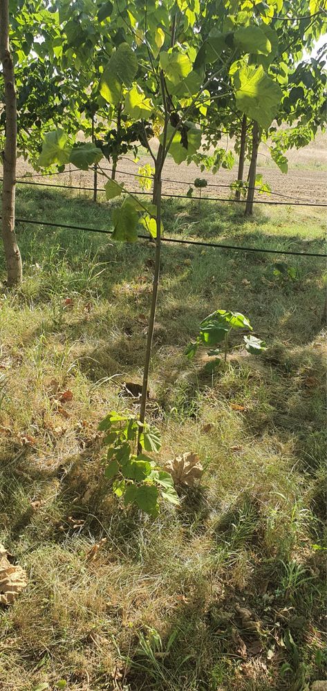 Copaci Paulownia,NU SUNT IN PEPINIERE,Se pot planta in ORICE ANOTIMP