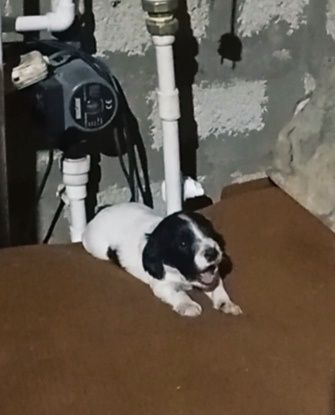 Продам щенков русский спаниель