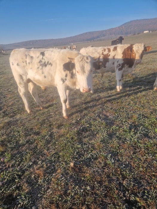 Taurasi și vițele de vânzare