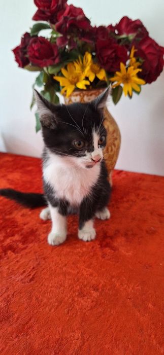 Отдам даром котят