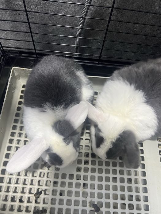 Куен кролик самка годовалая и детеныш 4 х месячный