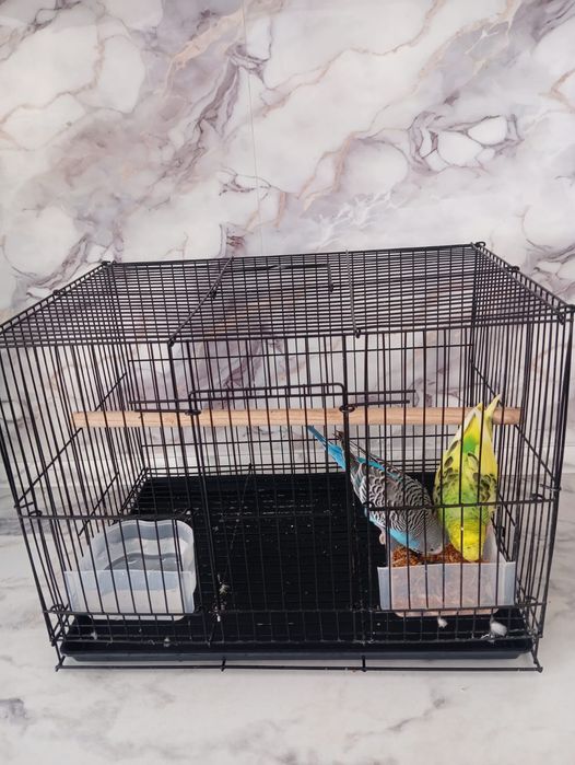 Продам Оба Попугая