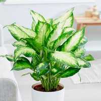 Диффенбахия Dieffenbachia оригинальное декоративно-лиственное растение