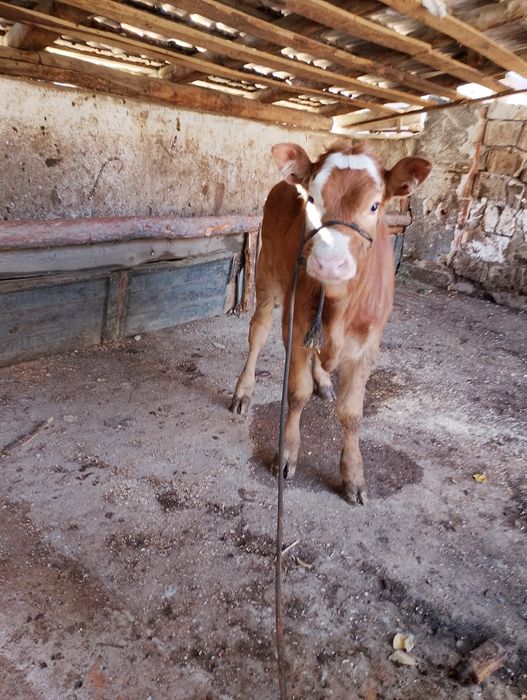 Vând o vițea balțată!