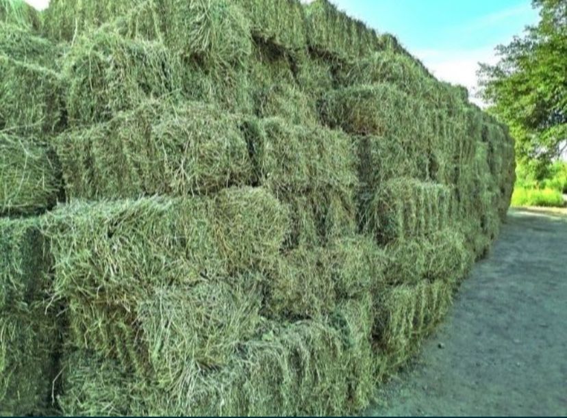 Беда пресс сотилади