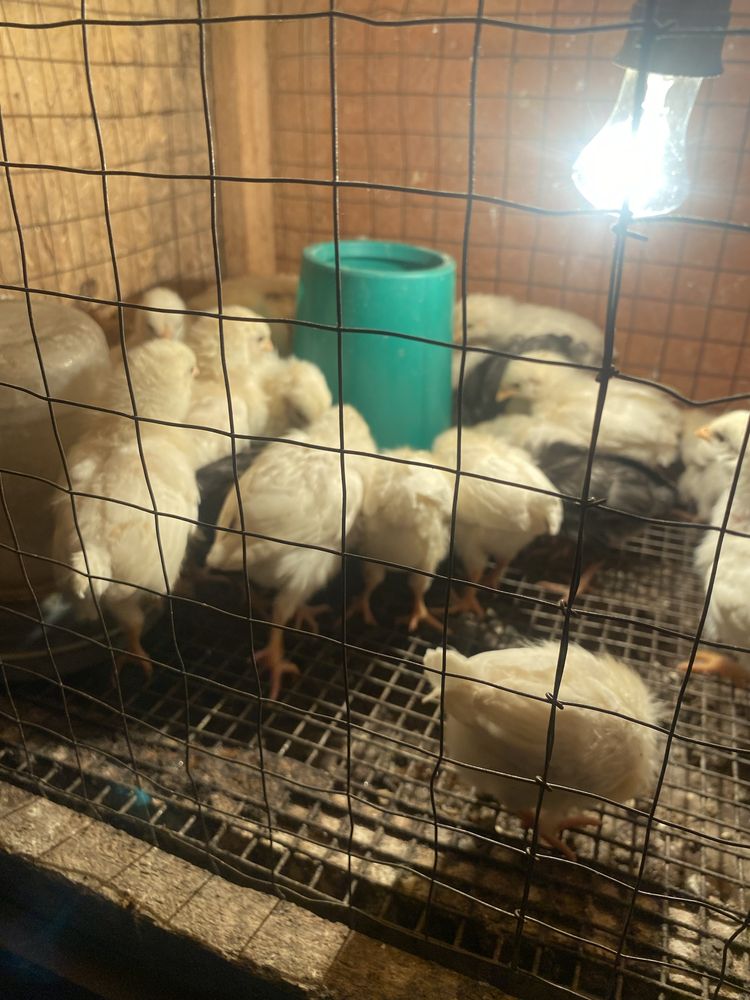 Цыплята от кур несушек