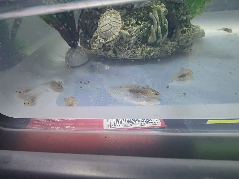 Axolotl de vanzare