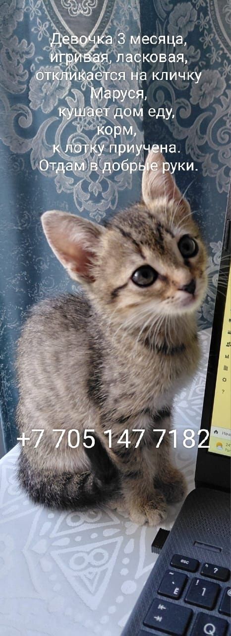 Котёнок,девочка 3 мес