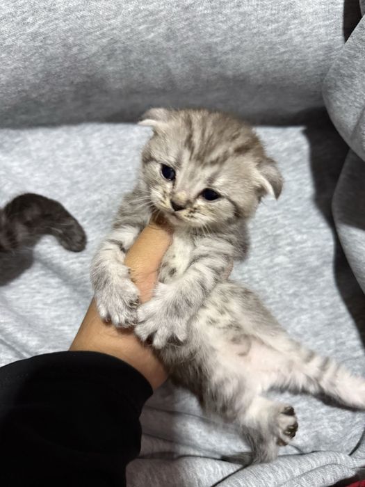 Scottish fold mushuk