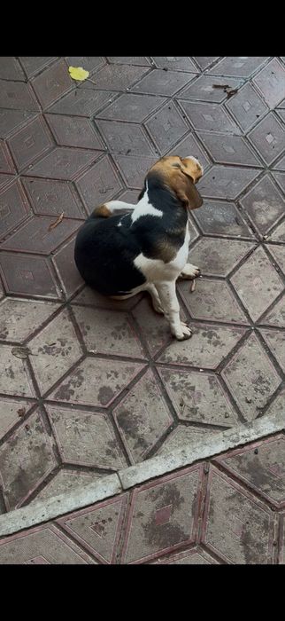 Vand o catelusa de beagle