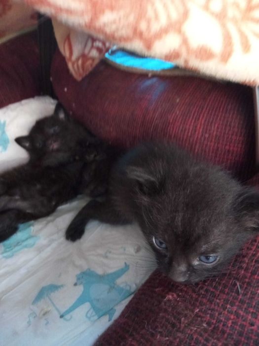 Pisici pentru adoptie