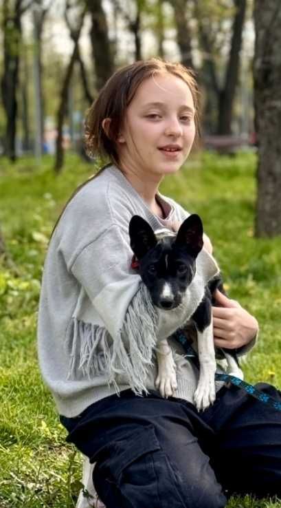 Басенджи момиче, родители са шампиони на няколко държави