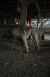 Catei kangal donez