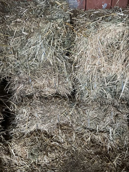 Baloti de lucerna si Orz