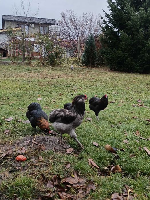 Cocoși Araucana din 2025 de vânzare