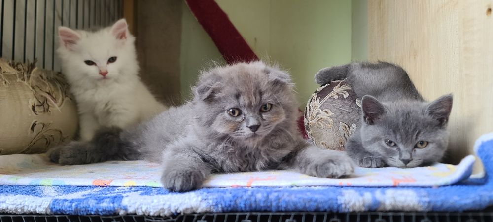 Продажа! Котята скотиш фолд