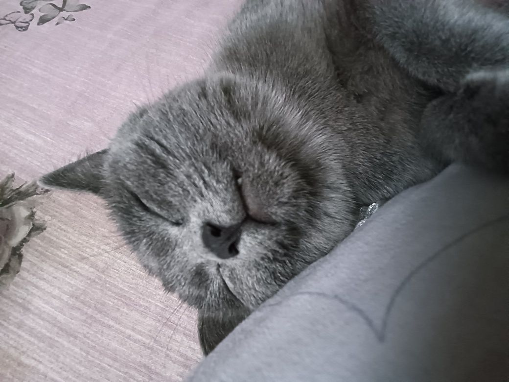 Кошка-мать со своими 3-месячными котятами