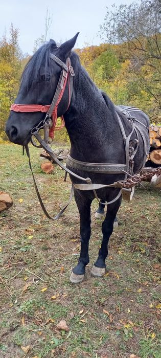 Animal , Iapă vârstă 5 ani