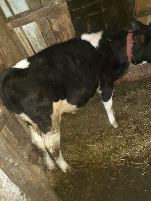 Vand vitel de 3 luni