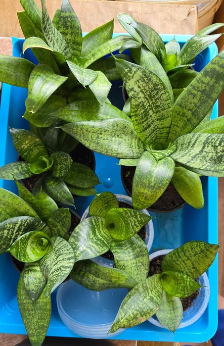 Сансевиерия "щучий хвост" комнатное растение, неприхотливое