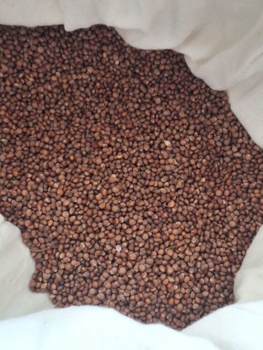 Продам семена Кя