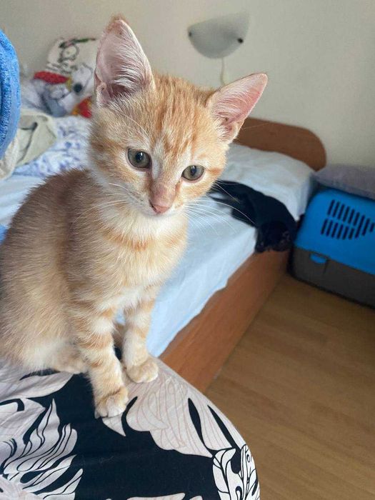 2,5-месечно рижо котенце търси дом