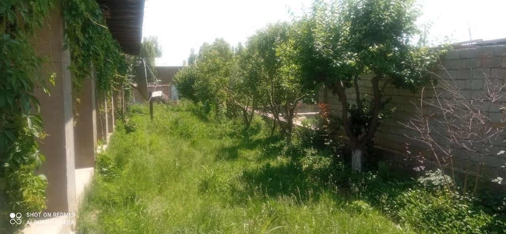 Keles. Abdurahmonov. Kok terak.7.6 sotx