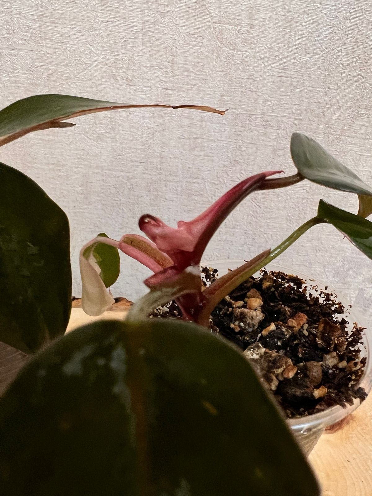 Продам  Philodendron Pink Princess