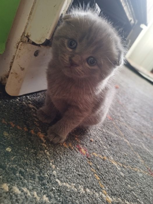 Скотиш страйт и фулд