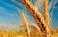 Пшеница семена,  сорт-"Фантазия"