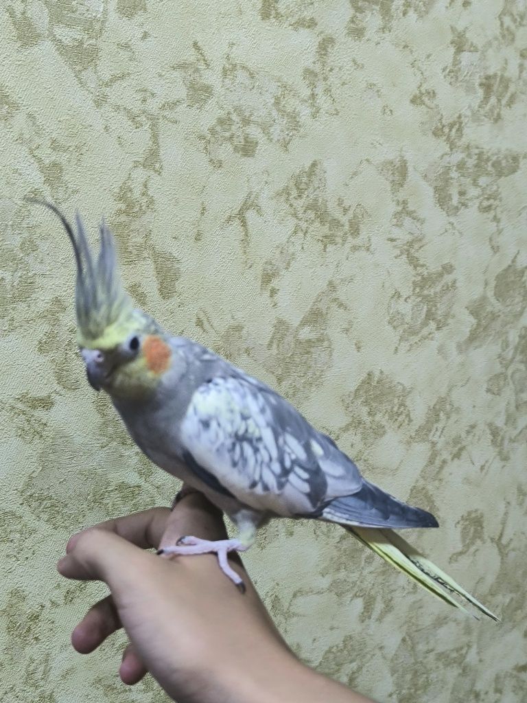 Карелы ручные недорого
