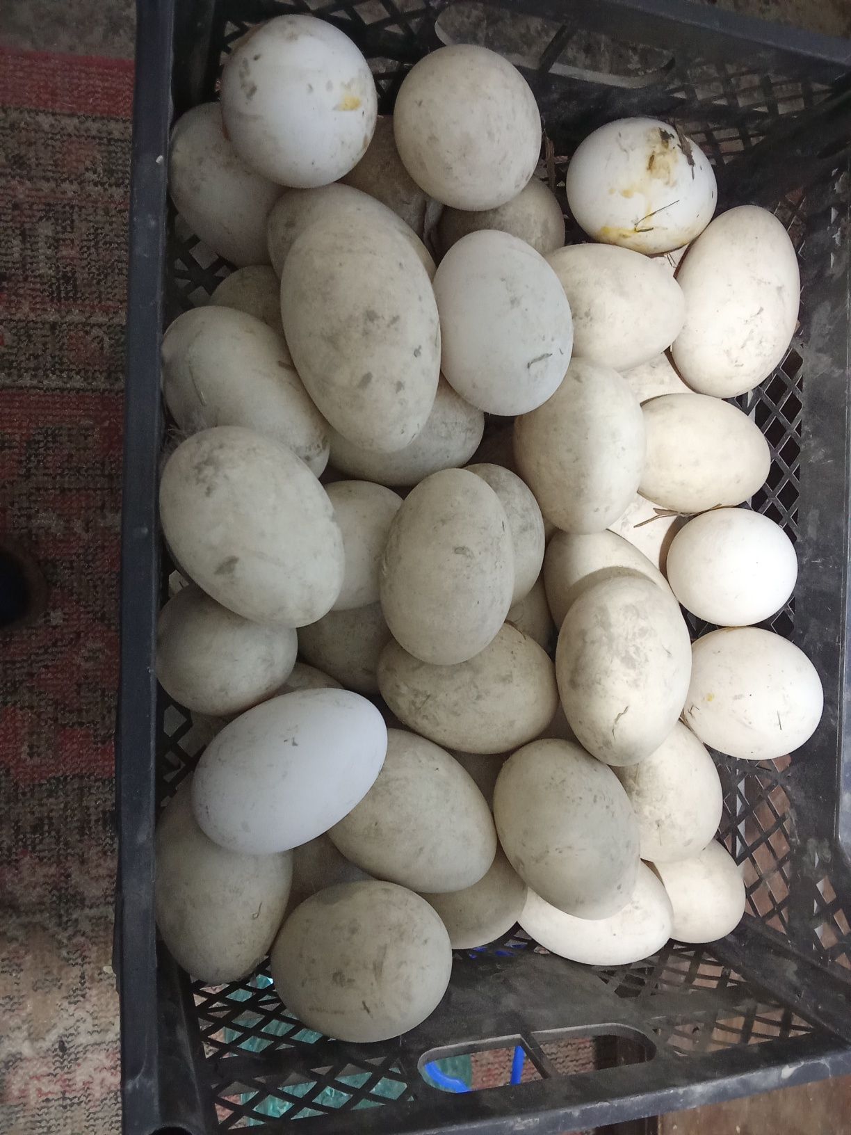 Ğoz tuxum sotialadi