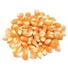 Porumb pentru floricele-popcorn,fara chimicale,se poate și semăna