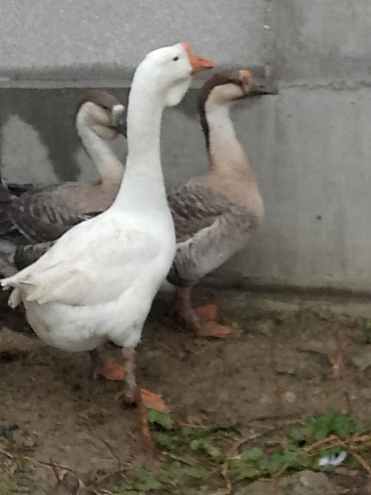 Gâște metis holmogor