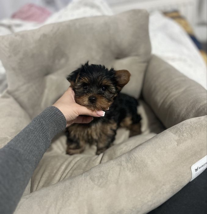 Fetita Yorkshire Terrier rasa pura garantata