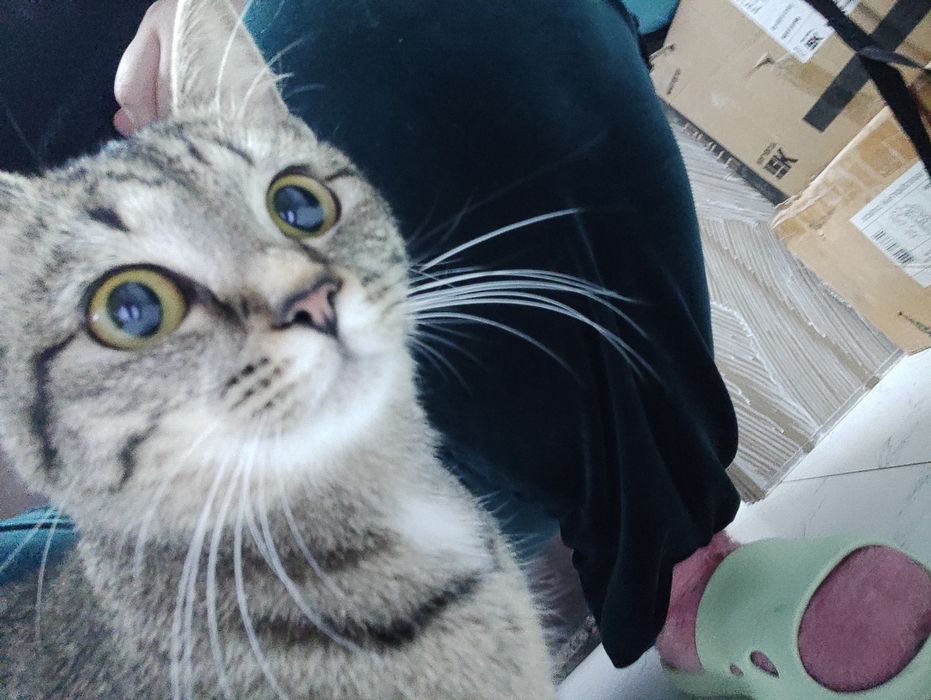 Отдам в добрые руки чудесного котёнка!