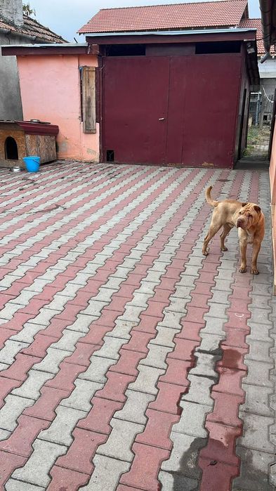 Proprietar ,inchiriez casa