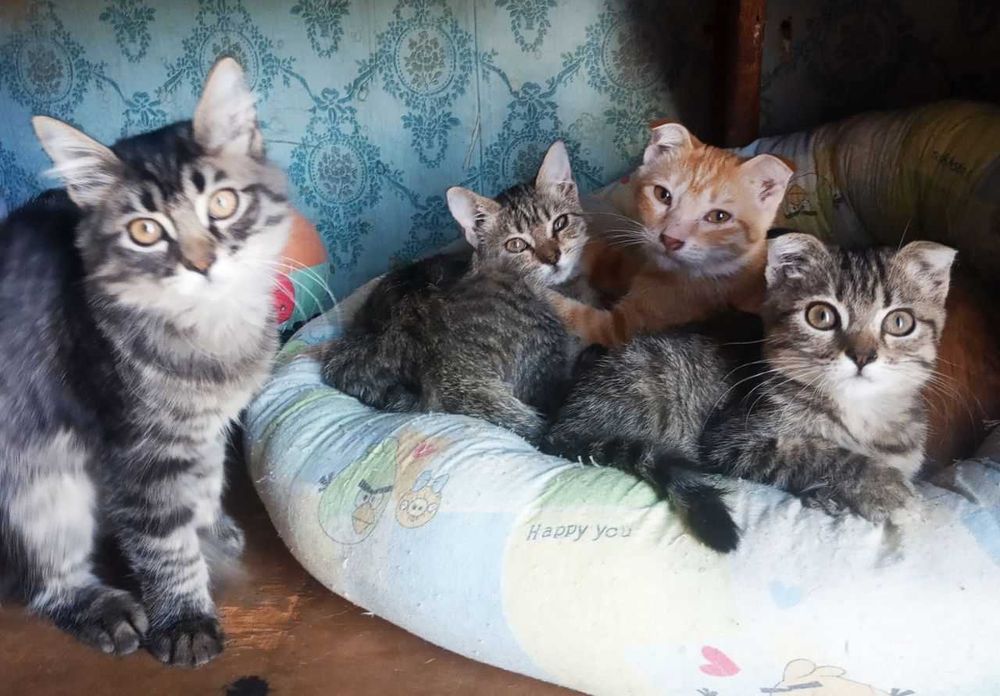 Котята страйт и фолд, смотрите фото!