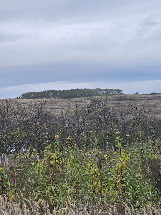 Vand 3Ha teren extravilan dealul viilor Lugoj Langa Pensiunea Lois