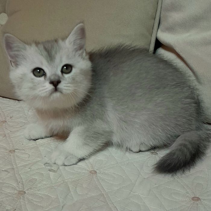 Продаются два шикарных мальчика шиншилла,скотишстрайт.