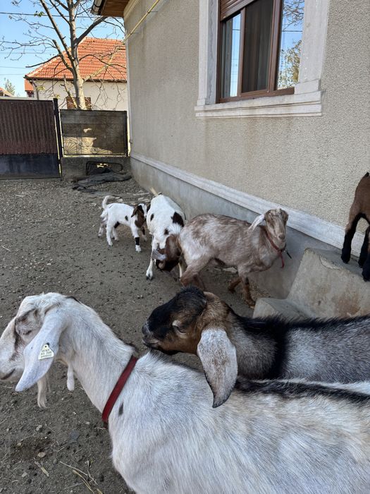 Vand/schimb capre anglonubian