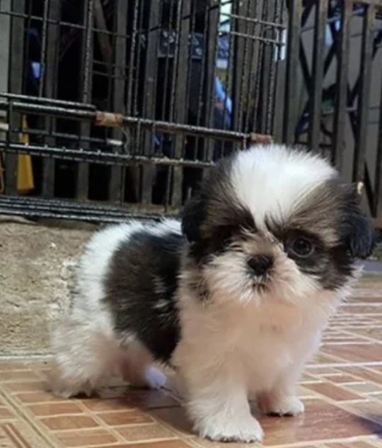 Shih-tzu talie mica