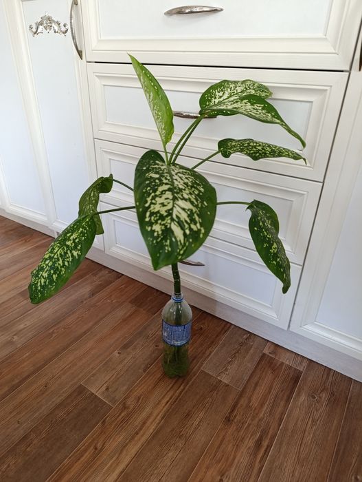 Обмен диффенбахия