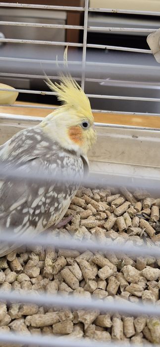 Papagal nimfă găsit pe stradă