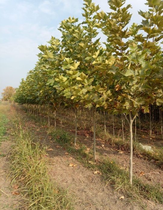 Arborii ornamentali/mesteacăn, tei, stejar roșu