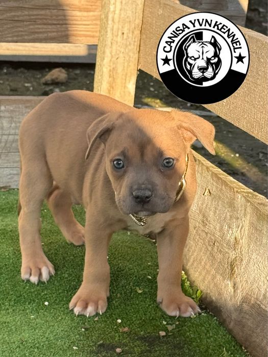 Mascul amstaff blue fawn