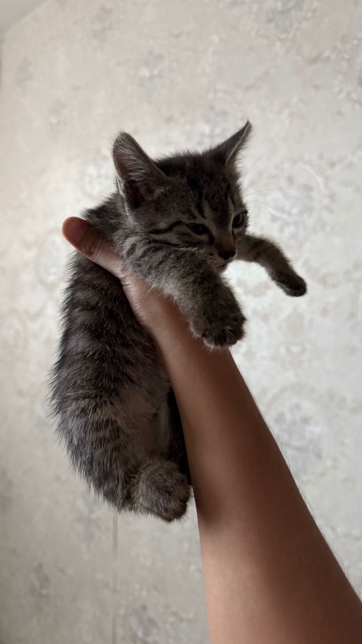 Котенок-mushukcha