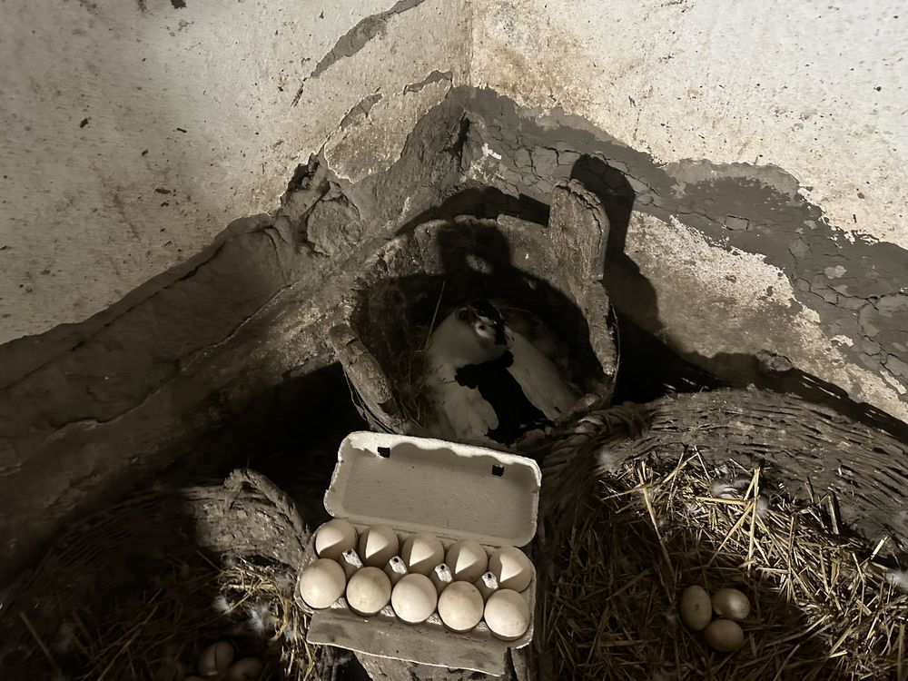 Oua pt incubat de rata muta leseasca muscovy duck