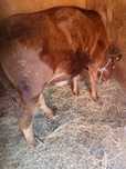 Vand vitea angus