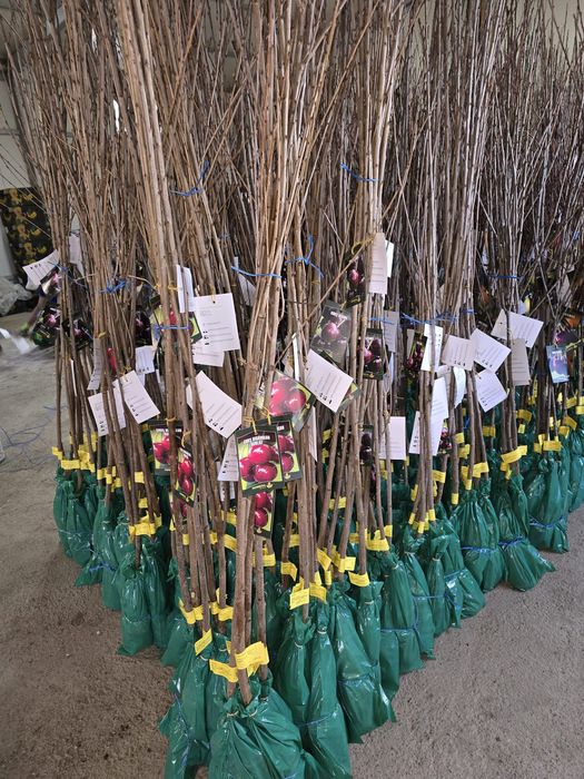 Vând pomi fructiferi